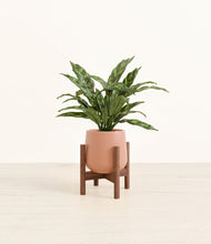Load image into Gallery viewer, Calm Rose stand:walnut