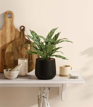 Load image into Gallery viewer, Black