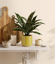 Load image into Gallery viewer, Key Lime Yellow