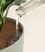 Load image into Gallery viewer, Sage Green