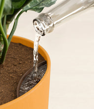 Load image into Gallery viewer, Sunset Orange