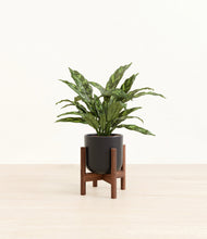 Load image into Gallery viewer, Stone Black stand:walnut