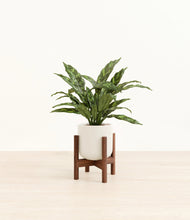 Load image into Gallery viewer, Cotton White stand:walnut