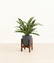 Load image into Gallery viewer, Iron Gray stand:walnut