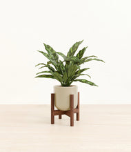 Load image into Gallery viewer, Sage Green stand:walnut