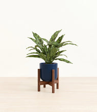 Load image into Gallery viewer, Twilight Blue stand:walnut