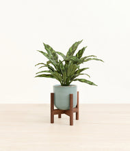 Load image into Gallery viewer, Reactive Aqua stand:walnut