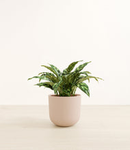 Load image into Gallery viewer, Sandy Pink*****Profile