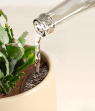 Load image into Gallery viewer, Almond Green stand:all