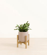 Load image into Gallery viewer, Eternal Gray stand:bamboo