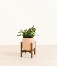 Load image into Gallery viewer, Gentle Pink stand:walnut