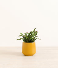 Load image into Gallery viewer, Mustard*****Profile