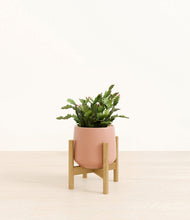 Load image into Gallery viewer, Calm Rose stand:bamboo