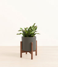 Load image into Gallery viewer, Dark Olive stand:walnut