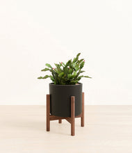 Load image into Gallery viewer, Black stand:walnut