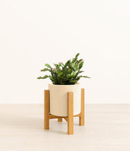 Load image into Gallery viewer, Cream stand:light