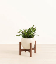 Load image into Gallery viewer, Shiny EggWhite stand:walnut