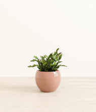 Load image into Gallery viewer, Calm Rose*****Profile