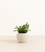 Load image into Gallery viewer, Shiny EggWhite*****Profile