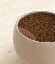 Load image into Gallery viewer, Desert Brown stand:all