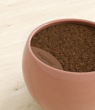 Load image into Gallery viewer, Calm Rose stand:all