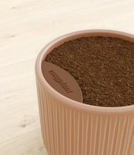 Load image into Gallery viewer, Striped Peach Pink stand:all