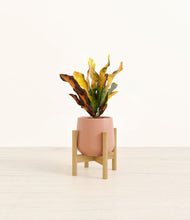 Load image into Gallery viewer, Calm Rose stand:bamboo