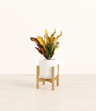 Load image into Gallery viewer, White stand:bamboo