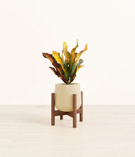 Load image into Gallery viewer, Almond Green stand:walnut