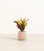 Load image into Gallery viewer, Gentle Pink