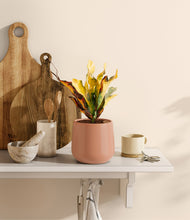 Load image into Gallery viewer, Calm Rose