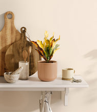 Load image into Gallery viewer, Striped Peach Pink