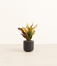 Load image into Gallery viewer, Stone Black