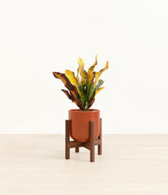 Load image into Gallery viewer, Glossy Red stand:walnut