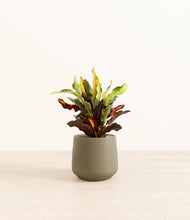 Load image into Gallery viewer, Olive