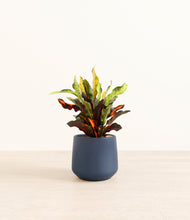 Load image into Gallery viewer, Deep Navy