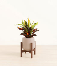 Load image into Gallery viewer, Eternal Gray stand:walnut