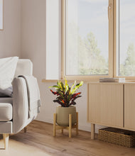 Load image into Gallery viewer, Olive stand:bamboo