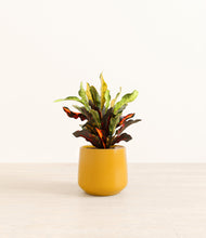 Load image into Gallery viewer, Mustard