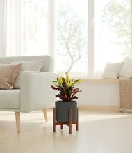 Load image into Gallery viewer, Dark Olive stand:walnut