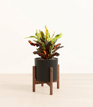 Load image into Gallery viewer, Black stand:walnut