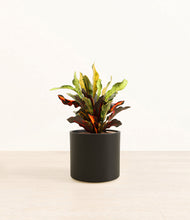 Load image into Gallery viewer, Black