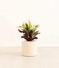 Load image into Gallery viewer, Cream