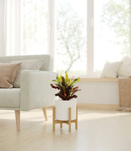 Load image into Gallery viewer, White stand:bamboo