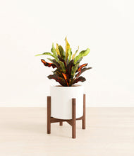 Load image into Gallery viewer, White stand:walnut