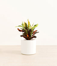 Load image into Gallery viewer, White