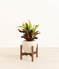 Load image into Gallery viewer, Shiny EggWhite stand:walnut