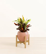 Load image into Gallery viewer, Calm Rose stand:bamboo