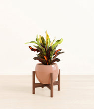 Load image into Gallery viewer, Calm Rose stand:walnut