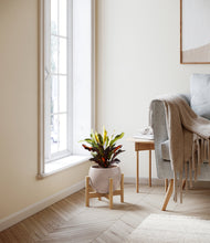 Load image into Gallery viewer, Desert Brown stand:bamboo